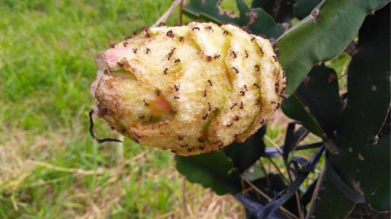 Formigas atingindo o fruto e causando prejuízo Foto: Divulgação/Epagri/ND Mais