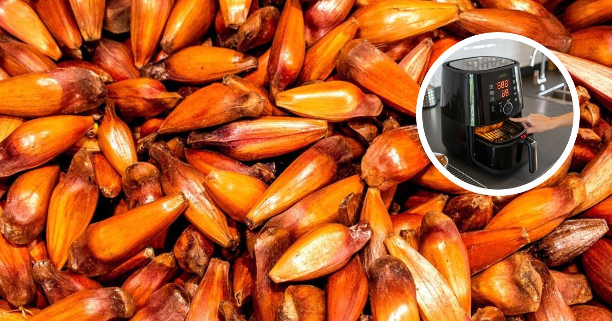 Pinhão na airfryer: o truque para saborear a semente nativa do Brasil de forma rápida