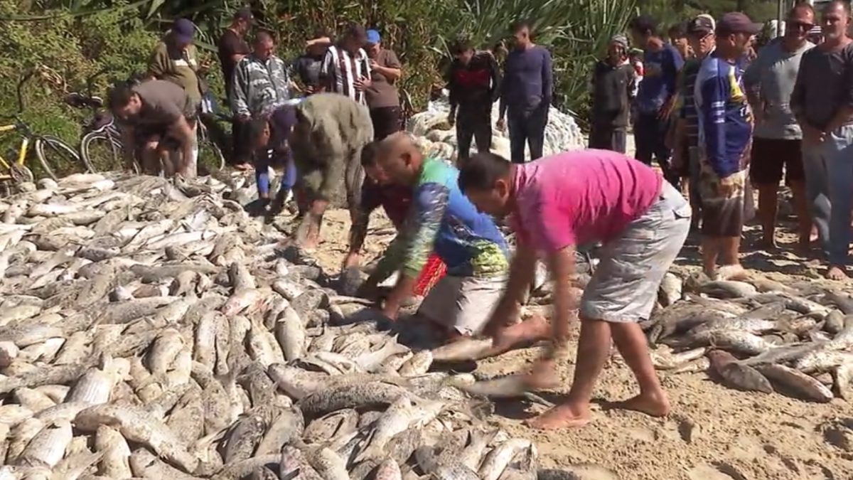 Denúncias graves sobre pesca da tainha