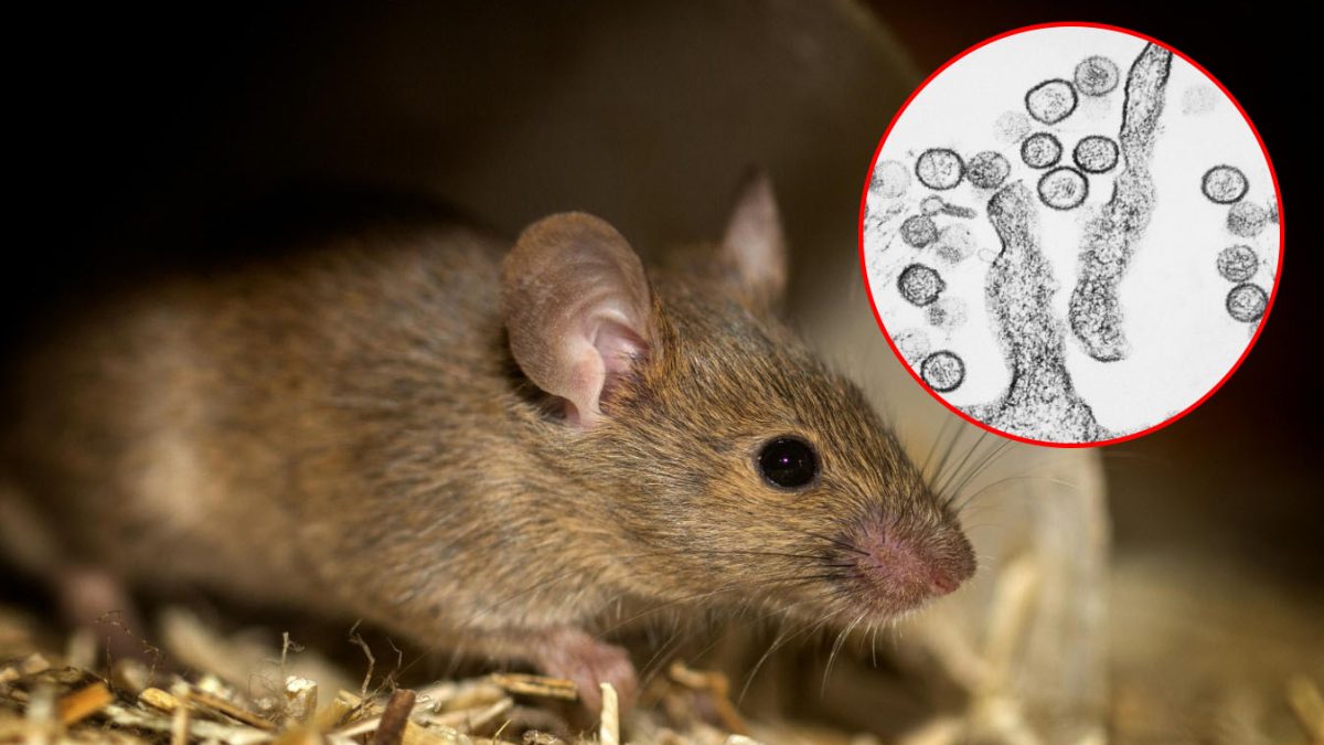 Como prevenir hantavírus: guia de limpeza e segurança rural
