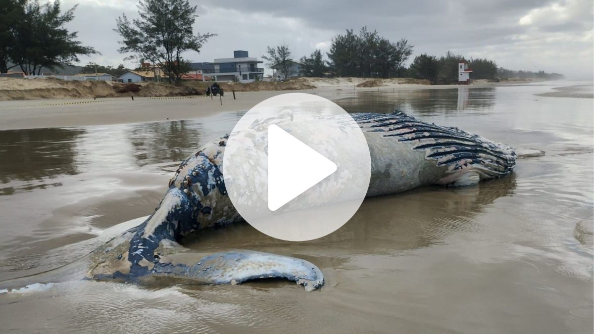 VÍDEO: Segunda baleia é encontrada morta em cidade de SC em menos de 48 horas