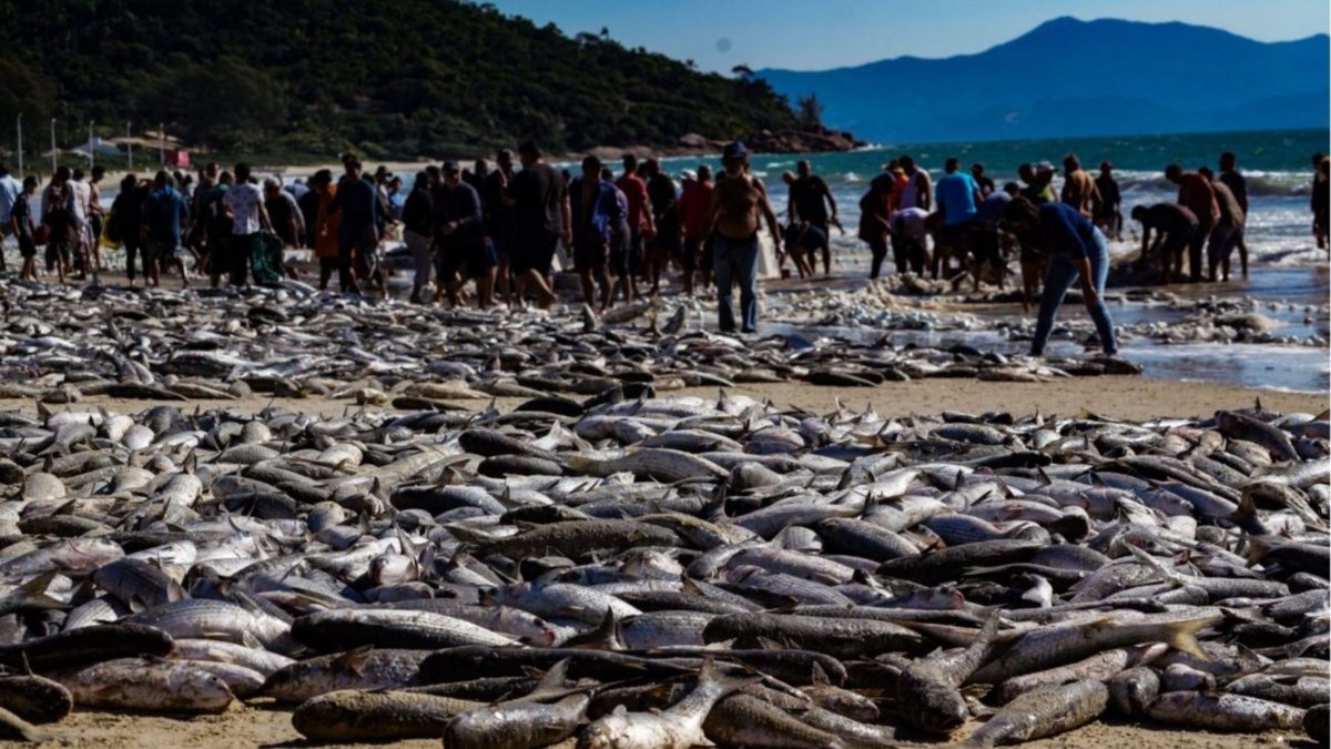 Com 400 toneladas capturadas, safra da tainha anima pescadores e preços do pescado caem