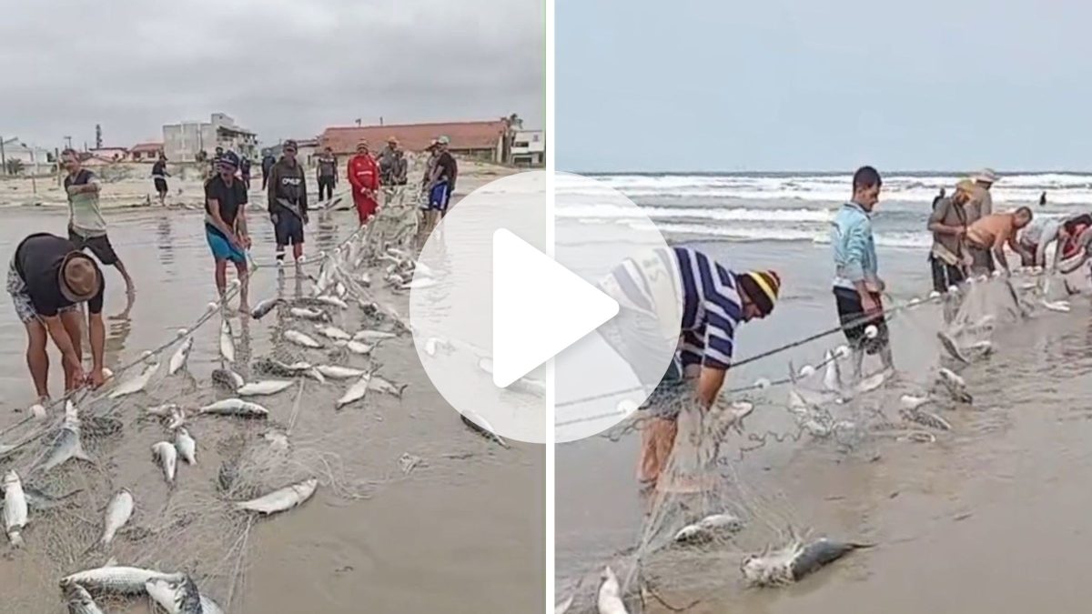 Pesca de tainha soma 150 toneladas e anima pescador de SC: ‘Saímos do SPC’