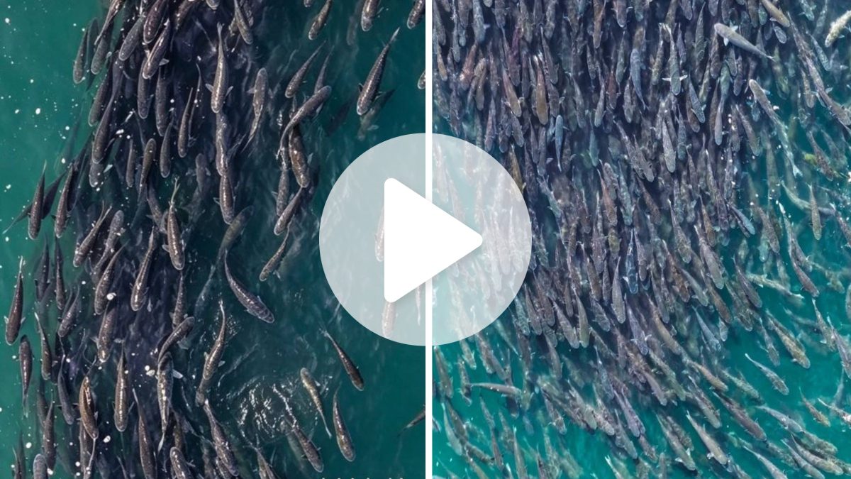 VÍDEO: Cardume com mais de 40 mil tainhas impressiona pescadores durante safra em SC