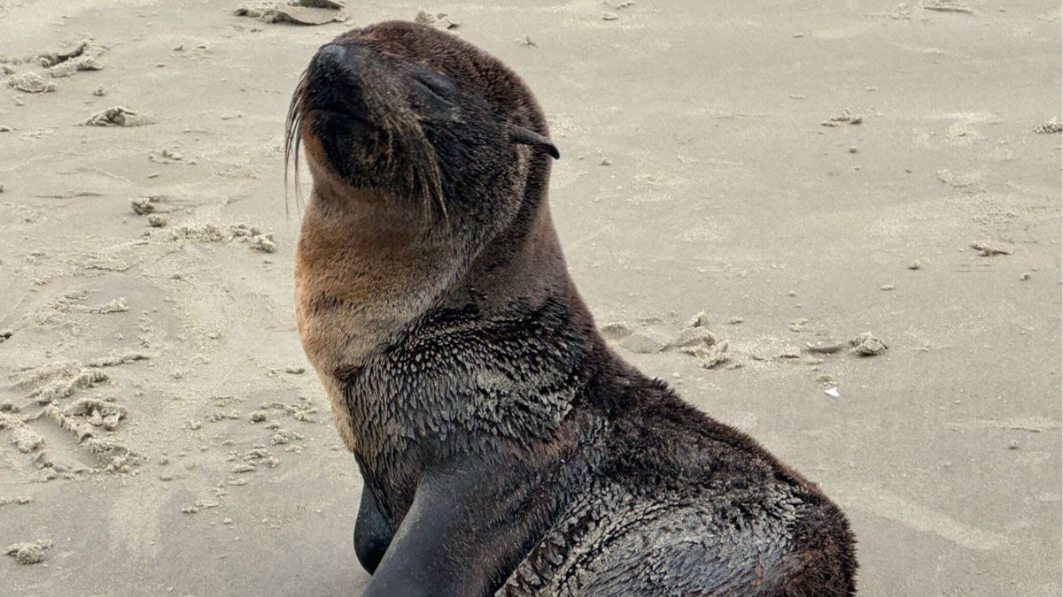 Lobo-marinho com sinais de desnutrição e hipotermia é resgatado após encalhar em praia
