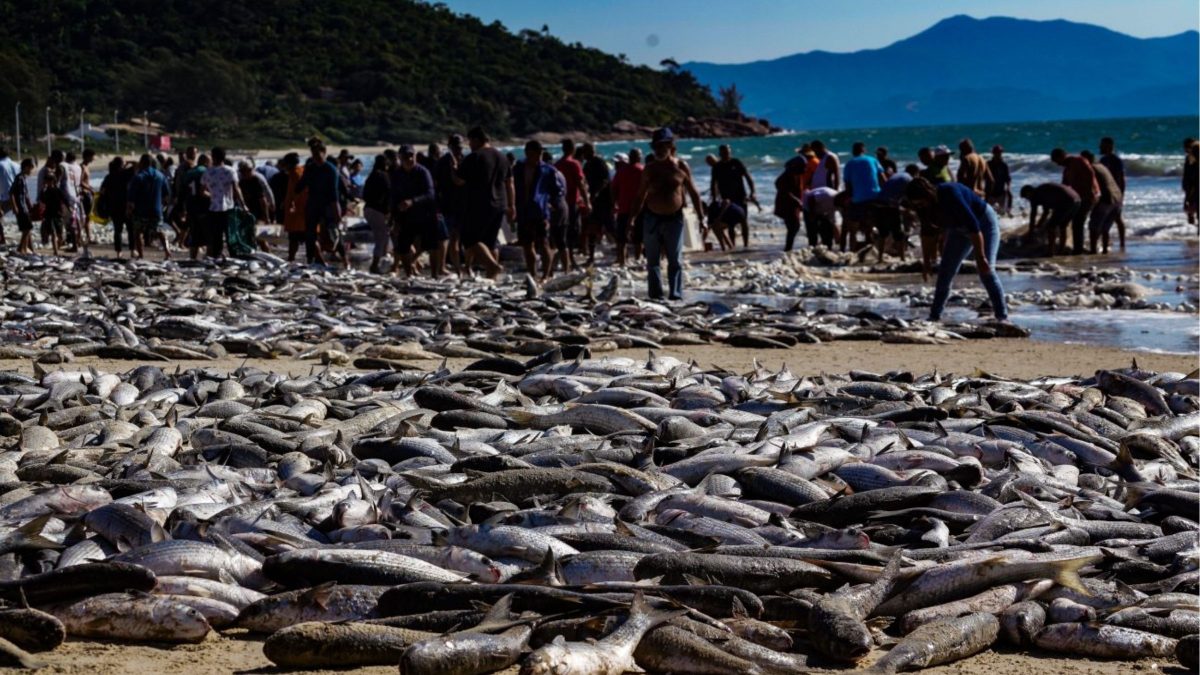 Em menos de um mês, pesca artesanal já capturou mais de 200 toneladas de tainha em SC