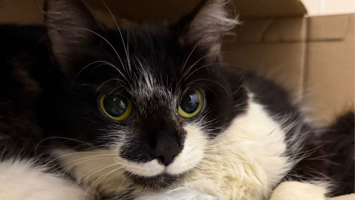 Resgate de 28 gatos de família despejada em SC mobiliza feira de adoção emergencial