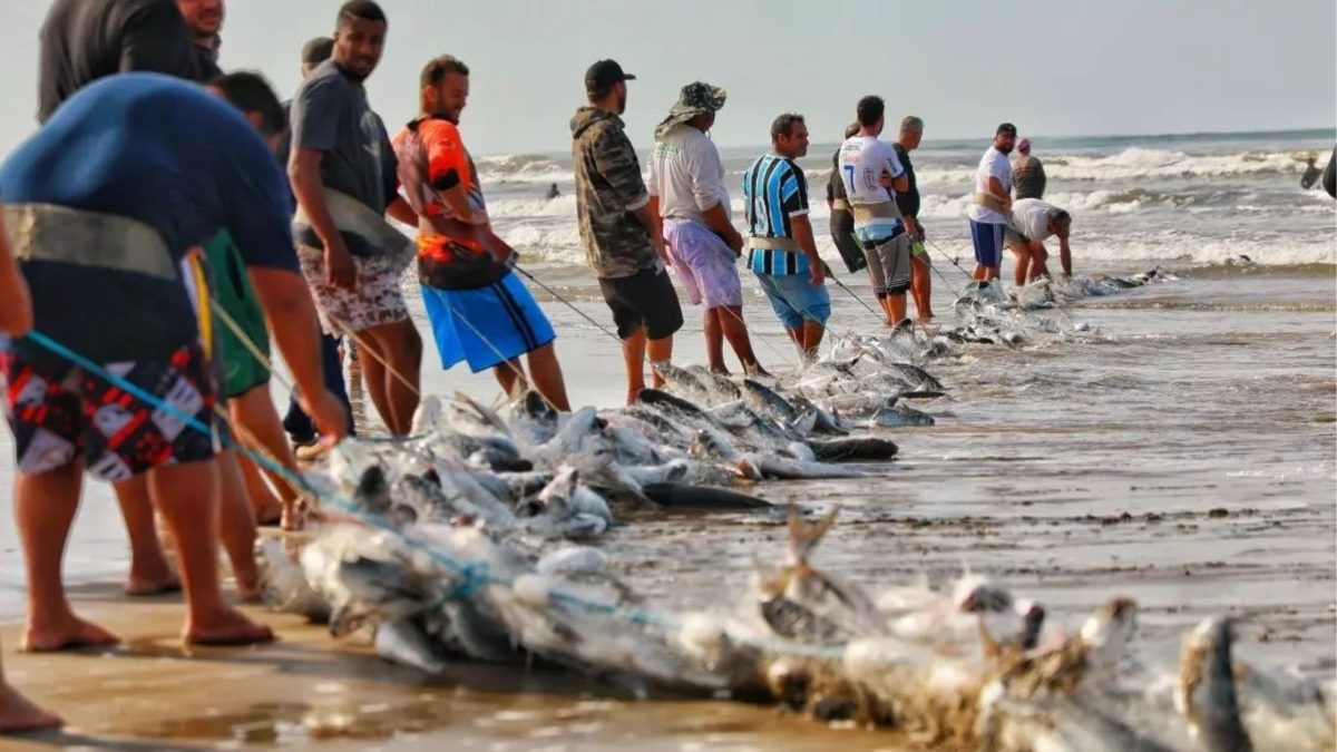 Saiba quais praias de SC estão autorizadas a retomar pesca da tainha após nova cota
