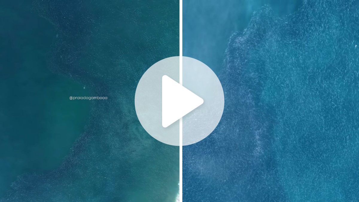 ‘Algo jamais visto’: vídeo impressiona ao mostrar cardume com milhões de tainhas em praia de SC