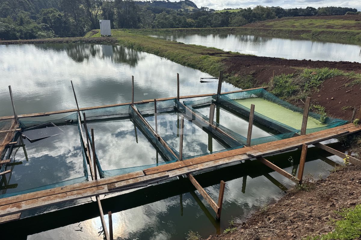 Criação rara de rã-touro gigante chama atenção em Princesa 