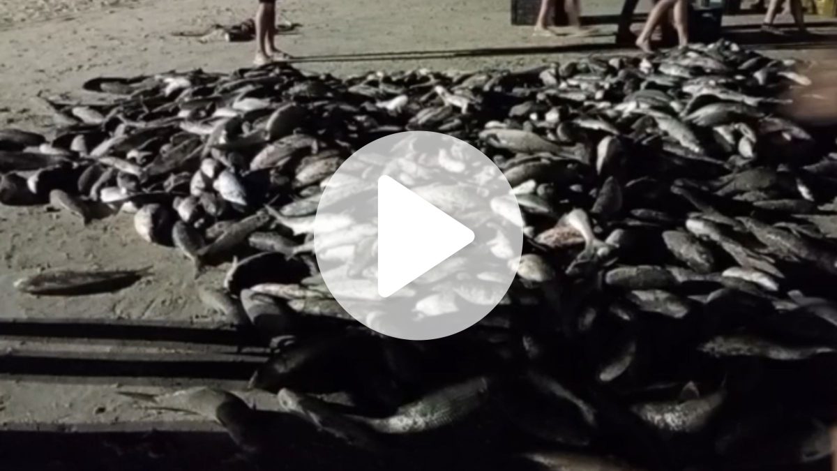 Ainda na madrugada, redes voltam ‘fartas’ de tainha com mais de 5 mil peixes em SC