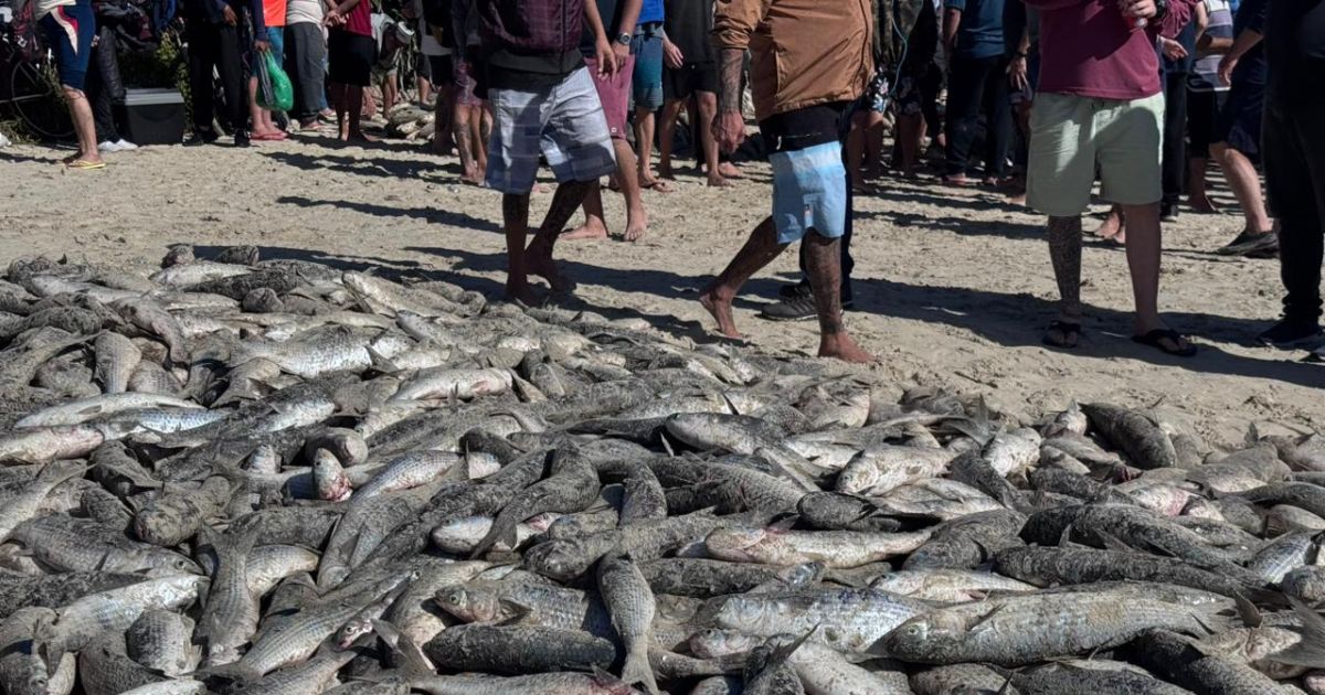 Quase 100 mil: pesca da tainha em maio já alcança 82% de toda a safra de 2025 em praia