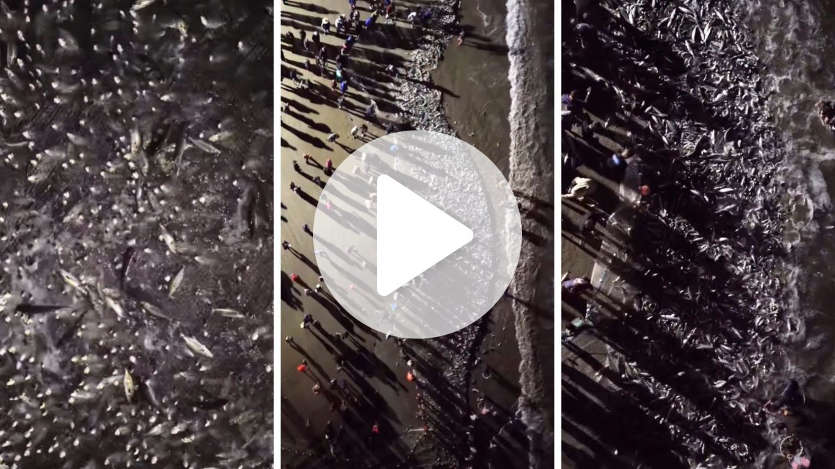 VÍDEO: Cardume de anchovas faz mar ‘ferver’ durante a noite e vira megalanço artesanal