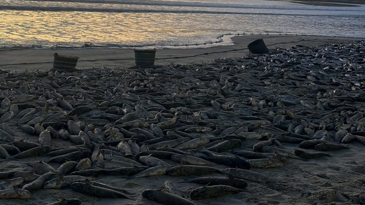 Pescadores têm madrugada de fartura em redes ‘lotadas’ com mais de 7 mil tainhas em SC