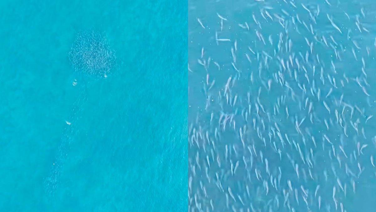 VÍDEO: Mar ‘ferve’ com mais de 5 mil tainhas e impressiona pescadores em príso de SC