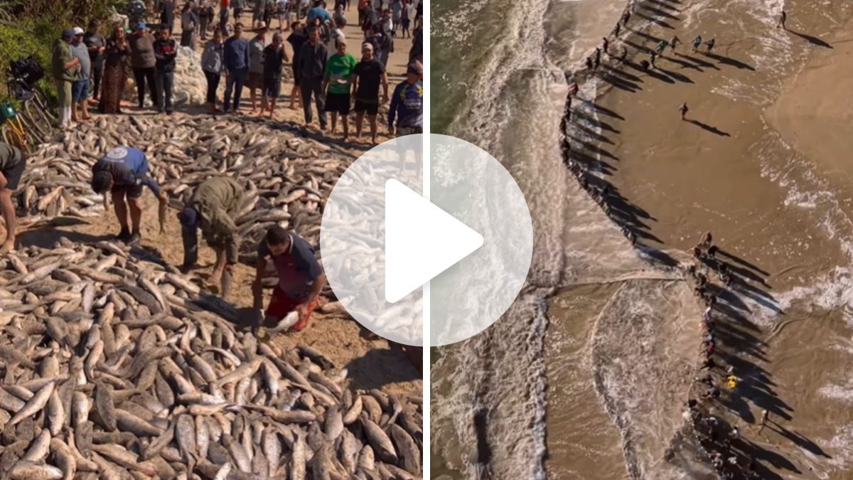 VÍDEO: Mais de 30 mil peixes são capturados em mega lanço de tainhas na Grande