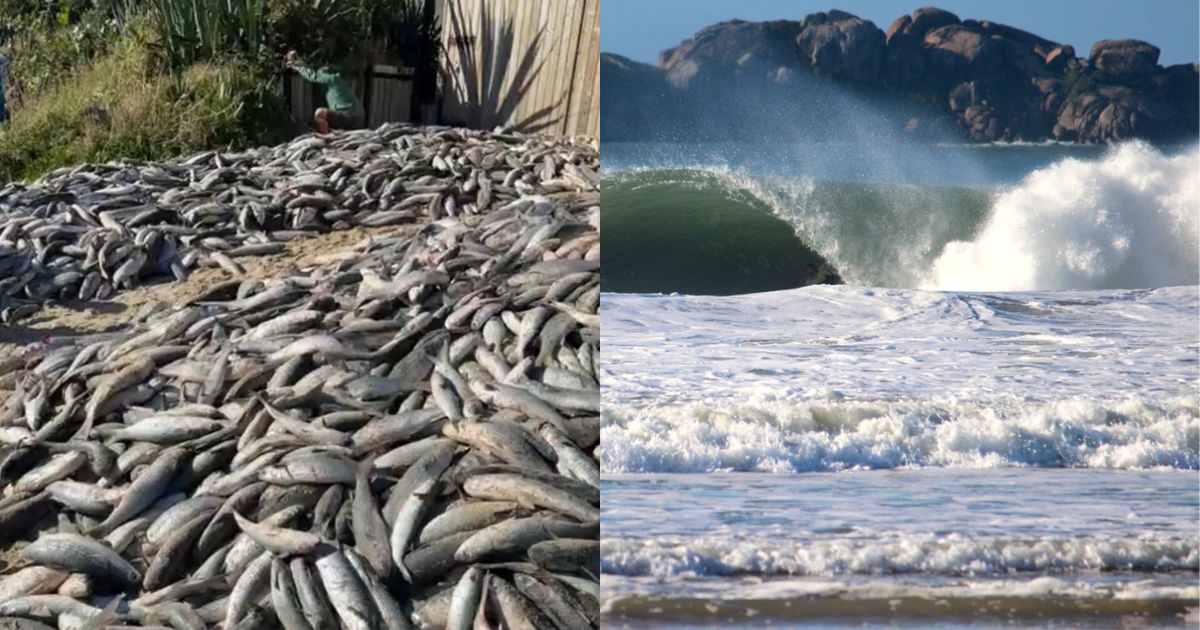 Safra da tainha: mar agitado atrapalha saragaço em praia de pescadores tradicionais em SC