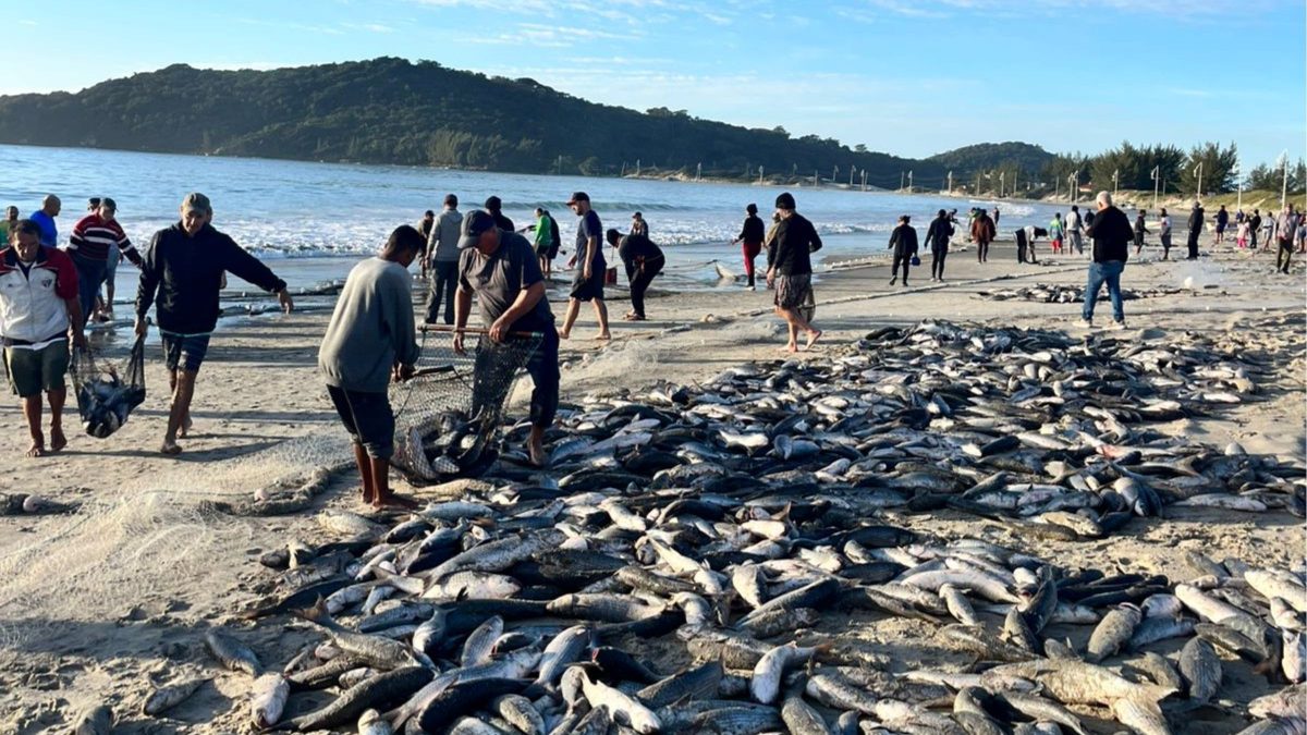 Safra da tainha durou apenas 38 dias em SC e encerrou mais cedo do que pescadores esperavam