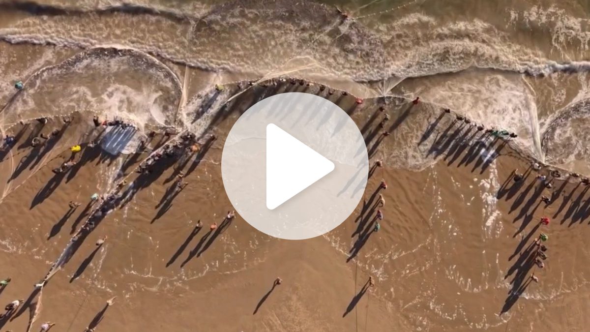 ‘Multidão’ de peixes: pescadores montam força-tarefa para puxar rede lotada de tainhas