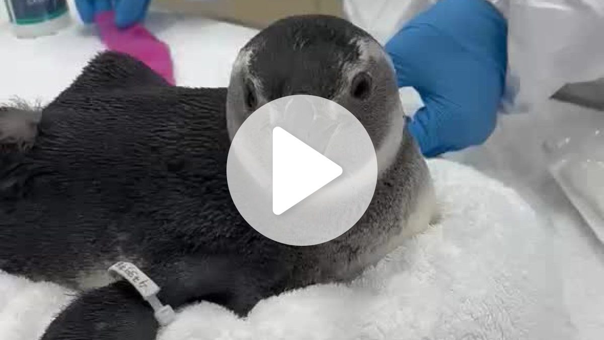 VÍDEO: Primeiro pinguim da temporada aparece debilitado e mobiliza resgate em SC