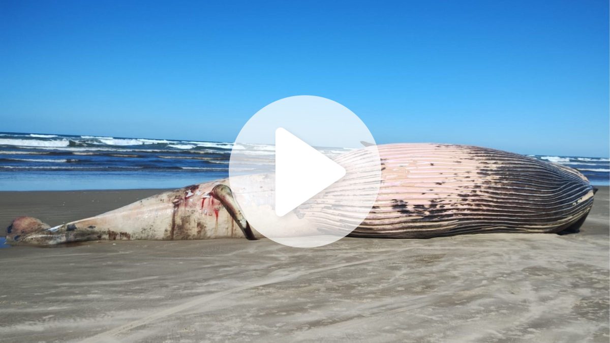 VÍDEO: Baleia gigante encalha em praia de SC e causa confusão; ‘como foi parar ali?’