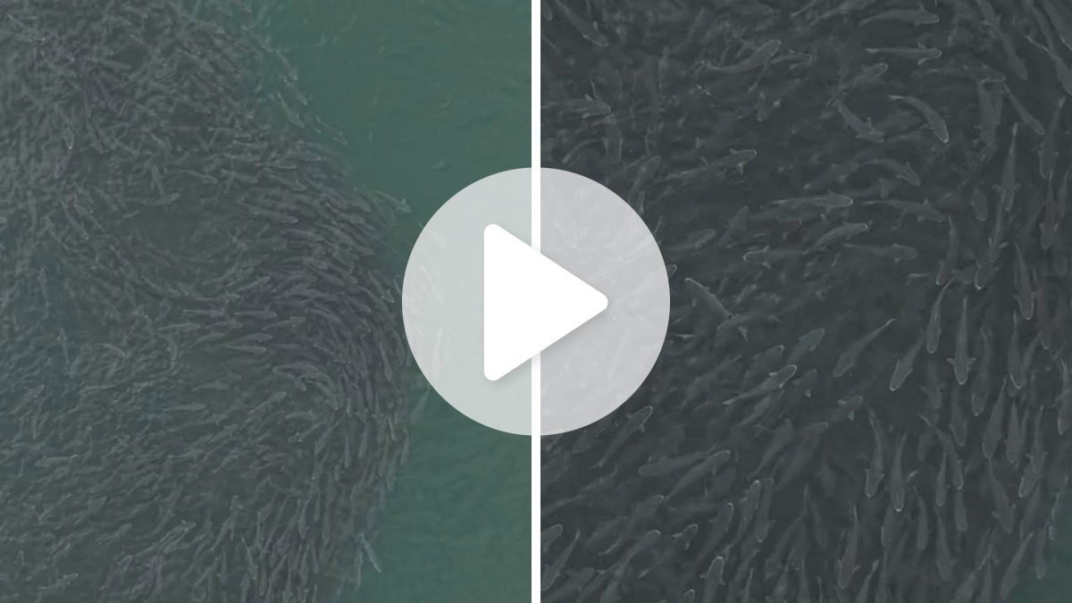 VÍDEO: Mar ‘ferve’ com milhares de tainhas e cena impressiona em praia de SC