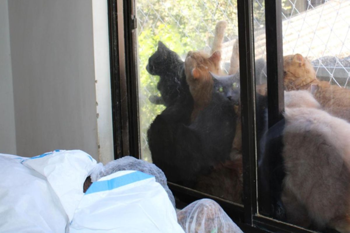 400 gatos em apartamento de SC