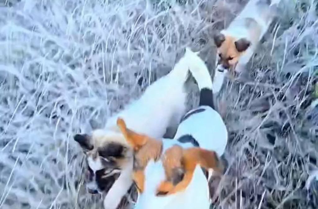 Cachorros brincam em geada recorde em SC