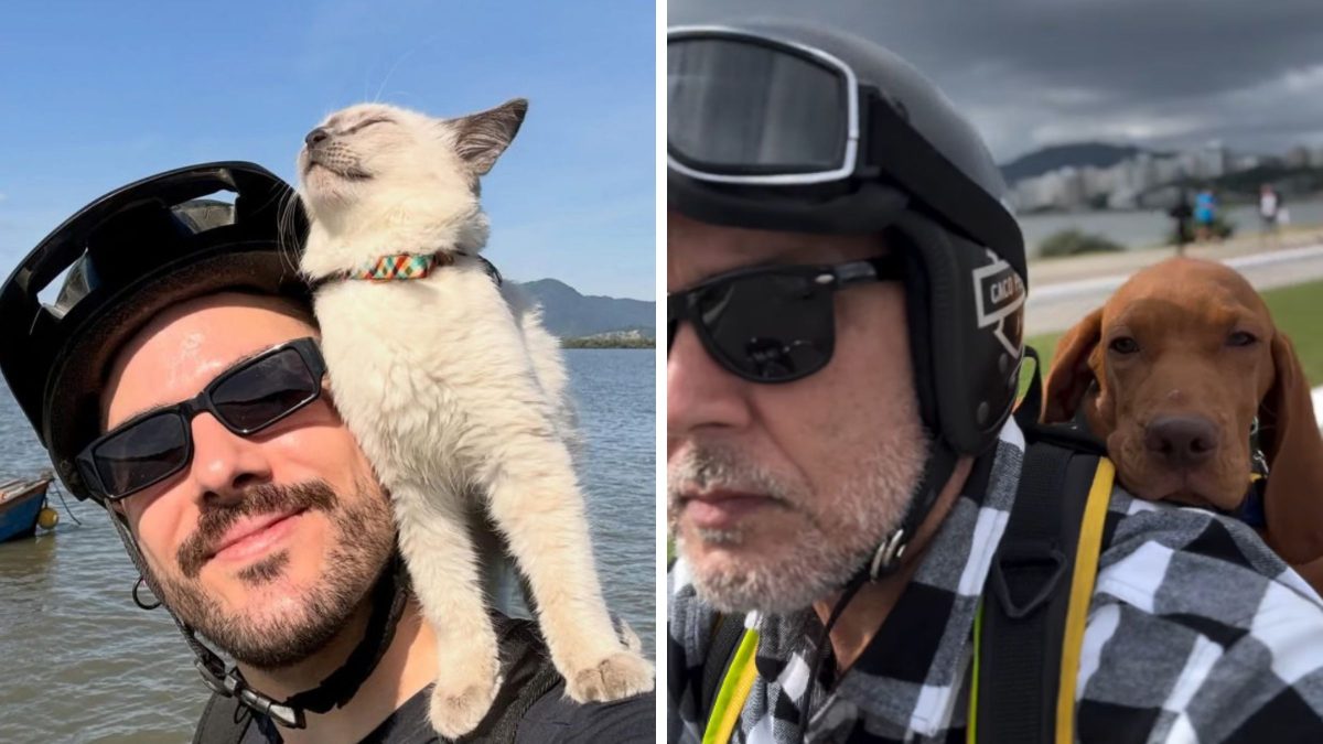 De cachorro a gato: pets viralizam ao passear com seus donos de maneira inusitada em SC