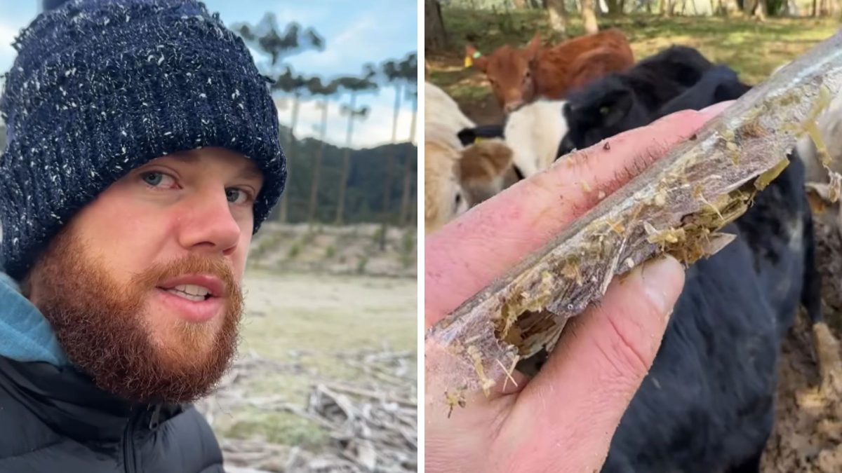 Frio congela comida de gado em SC e surpreende morador