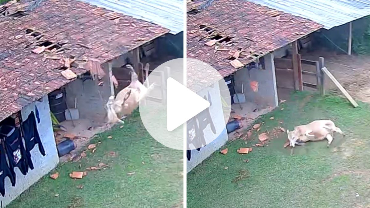 VÍDEO: Vaca despenca de telhado, sobrevive e cena impressiona em SC