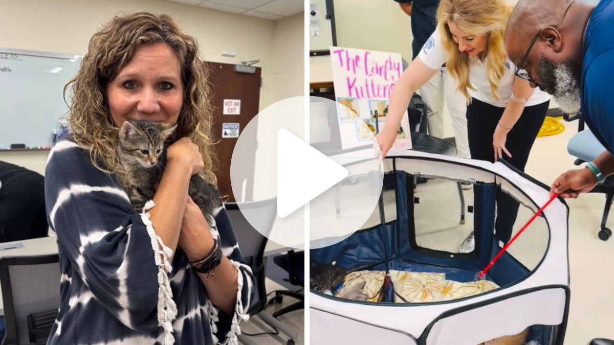 VÍDEO: Gigante WEG é ‘invadida’ por gatos nos EUA