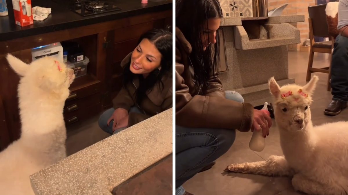 ‘Vida de princesa’: Ana Castela mima alpaca Odete com mamadeira e encanta seguidores