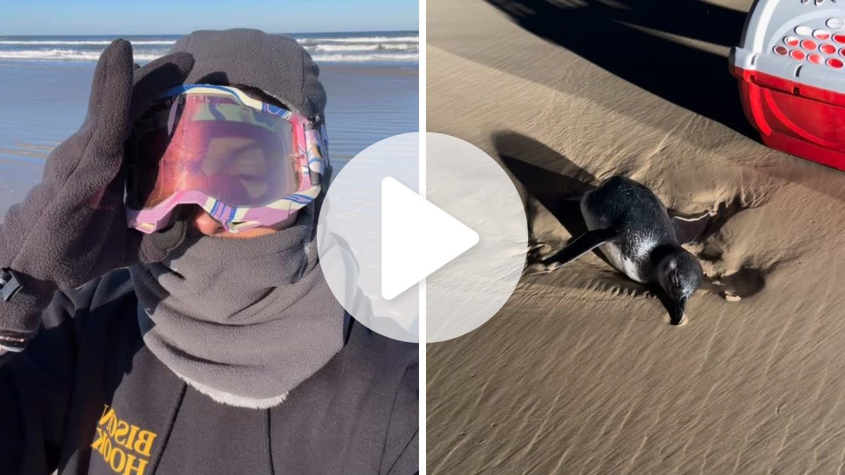 VÍDEO: Ana Castela ajuda a resgatar pinguim durante passeio de quadriciclo em SC