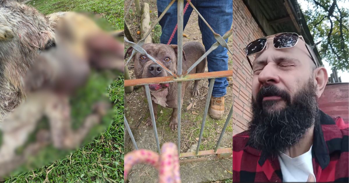 'Tô arrasado': pitbulls invadem sítio, atacam animais e matam jumento de estimação em SC