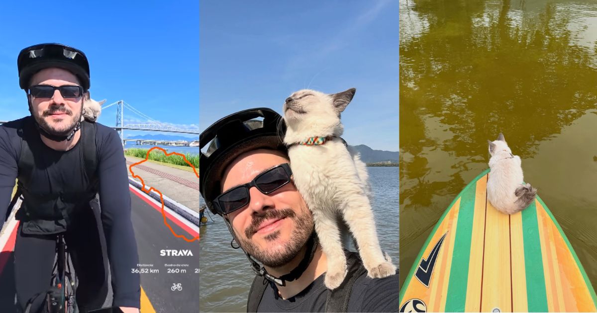 'Gatochorro': filhote 'aventureiro' viraliza ao andar de bicleta e Stand Up Paddle em SC