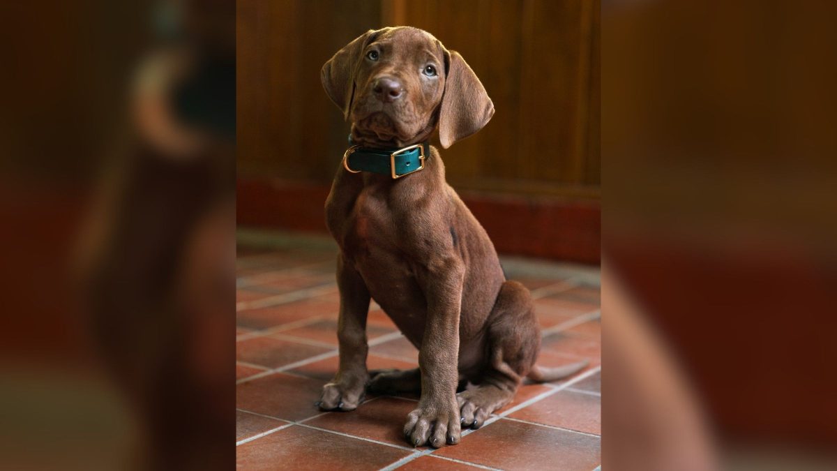 Pela 1ª vez, Scooby-Doo será 'interpretado' por um cachorro real em live-action