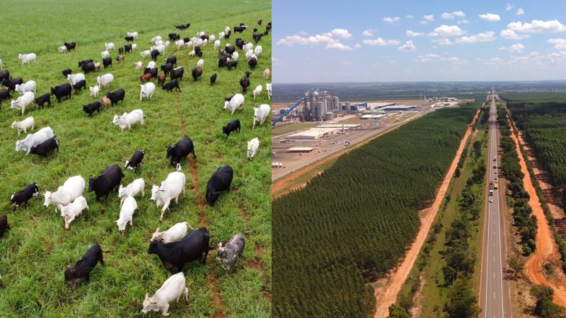Pecuária e o setor da celulose estão entre os segmentos econômicos em expansão e devem influenciar a disputa política em MS - Secom-MS/Reprodução/ND Mais