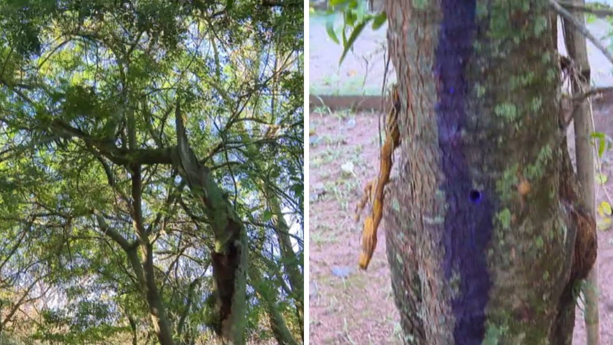 Investigação revela causa de ‘líquido misterioso’ em árvores de bairro nobre de Florianópolis