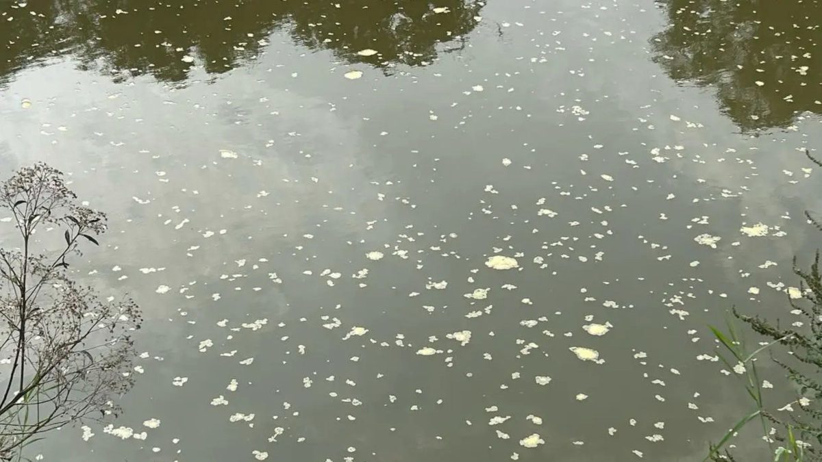 Espuma ‘misteriosa’ aparece em rio que corta o interior de SC e causa dúvidas em moradores