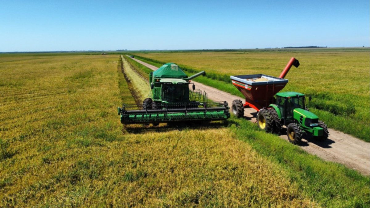 Produtividade do arroz gaúcho recua 11% e saca amarga retração de