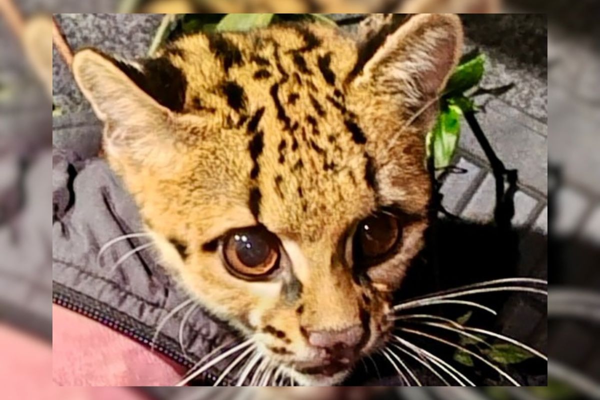 Gato-maracajá, felino que vive nas árvores e está ameaçado de extinção, foi resgatado em SC. Foto: PMA/ND Mais
