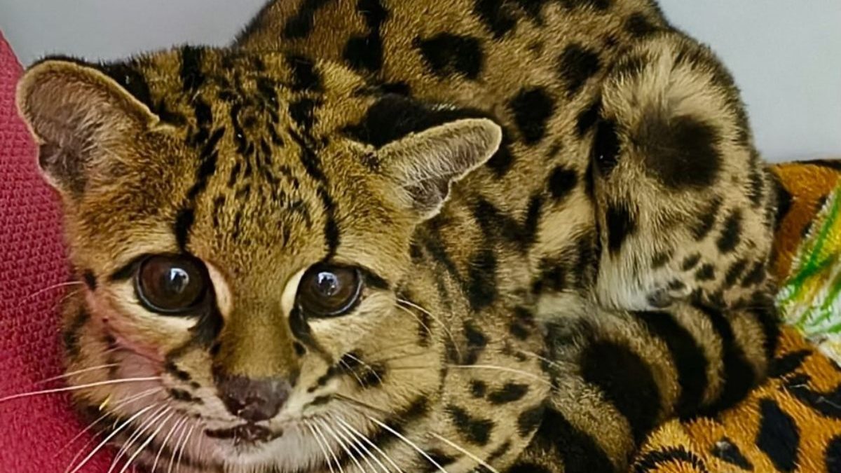 Felino ameaçado de extinção que vive nas árvores é resgatado após possível atropelamento