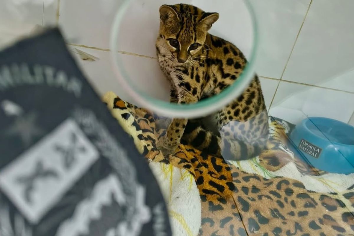 Gato-maracajá ameaçado de extinção foi encaminhado para avaliação veterinária após o resgate. Foto: PMA/ND Mais