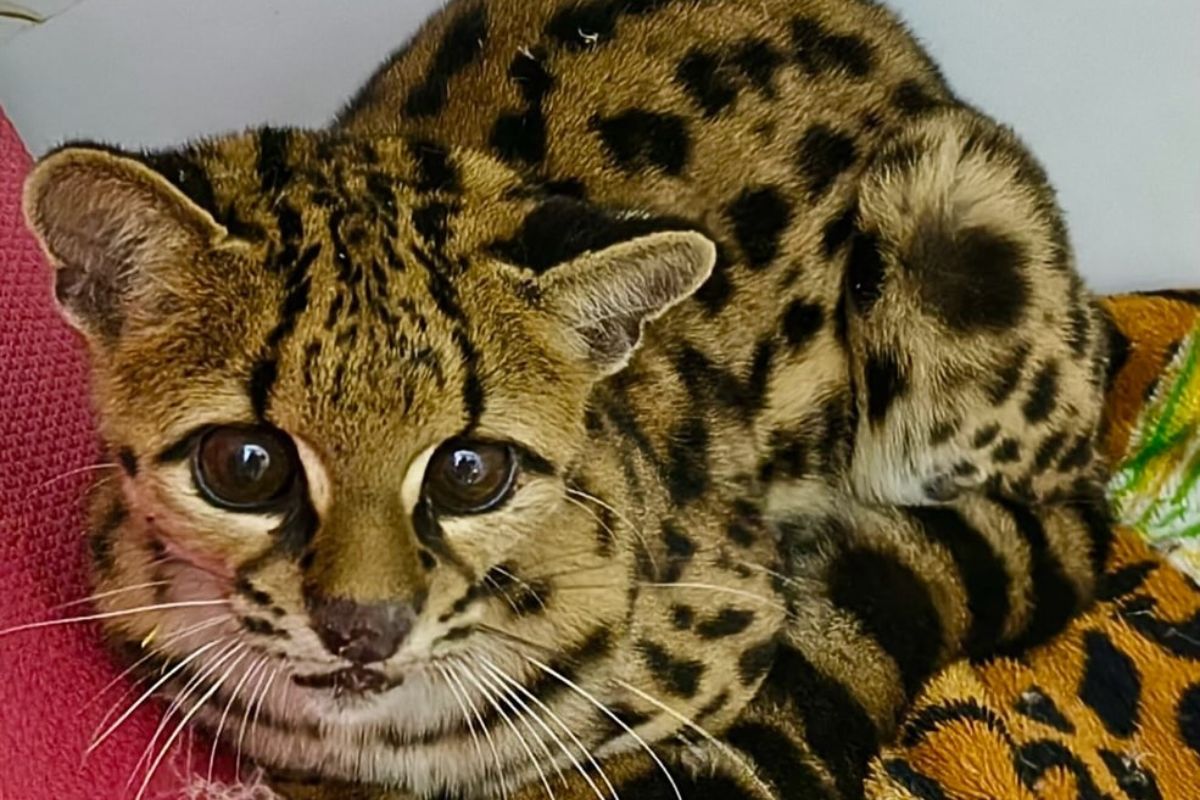 Gato-maracajá ameaçado de extinção foi resgatado após ser encontrado próximo a uma rodovia em Videira, no Meio-Oeste de SC.