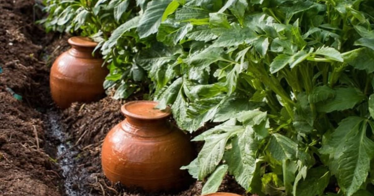 irrigação com vasos de barro