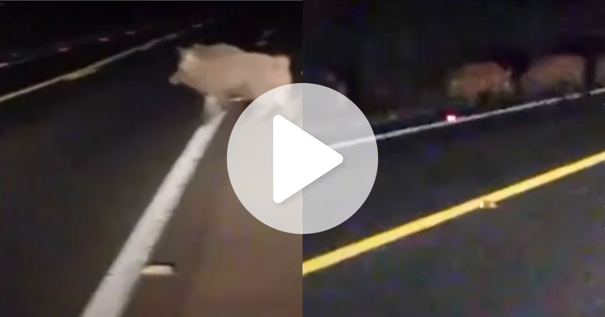 'Que perigo': javalis 'invadem' SC-114 e assustam motoristas na Serra Catarinense