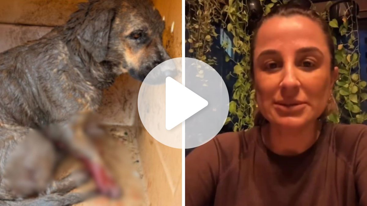 Prefeita de Balneário Camboriú cobra respostas sobre morte de cão comunitário: ‘Coração