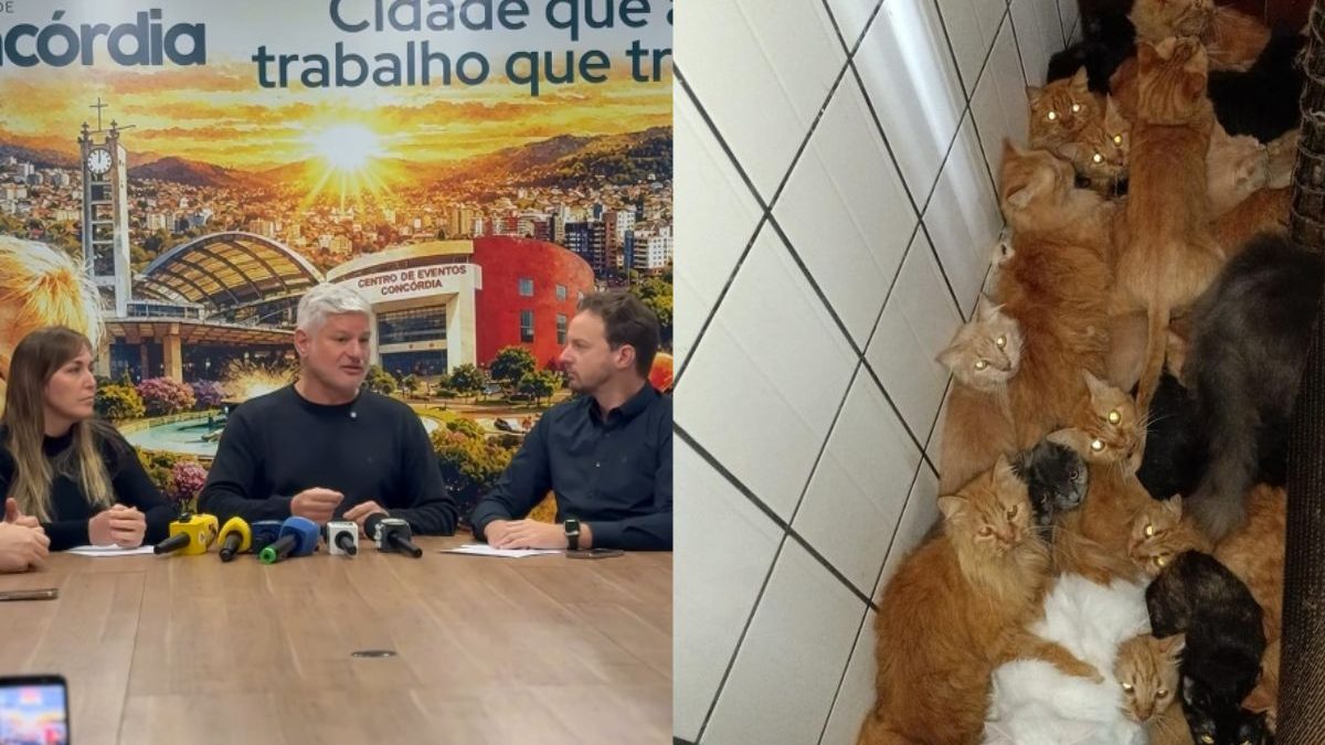 ‘Acumulador não tem amor’: prefeito desabafa sobre caso dos 400 gatos em apartamento de SC