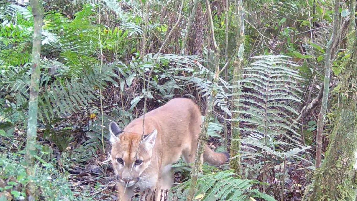 Onças-pardas com filhotes surgem em parque de Santa Catarina